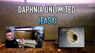 How I Raise Daphnia Water Fleas And You Can Too [upl. by Ernaline]