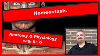 Homeostasis Anatomy and Physiology [upl. by Karlens225]