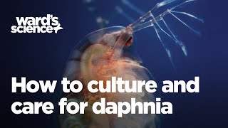 Caring and Culturing for Daphnia [upl. by Micro200]