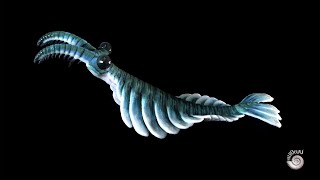 Anomalocaris canadensis  Creature of the Cambrian Explosion [upl. by Verne931]