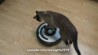 Cat shows HOW TO use iRobot Roomba Vacuum [upl. by Ahsiuqal128]