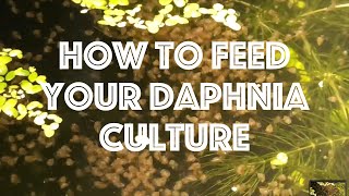 How To Feed Your Daphnia Culture [upl. by Ile965]