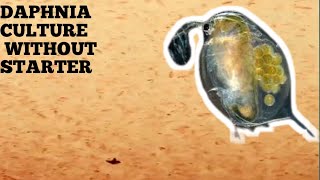 HOW TO CULTURE DAPHNIA NATURALLY WITHOUT A STARTER [upl. by Mckenna]