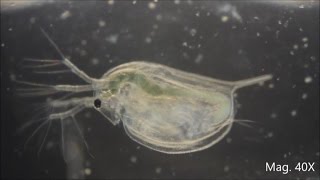 Daphnia magna under the Microscope [upl. by Rombert]