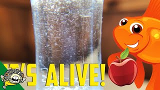 How to culture Vinegar Eels The EASY Way Live Fish Food [upl. by Eimas]