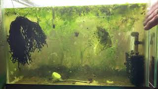 Scuds Daphnia Cherry Shrimp Copepods My aquatic food culture [upl. by Conlin258]