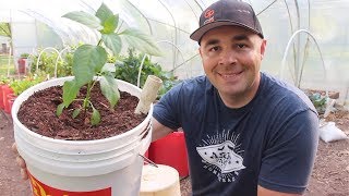 How to Build the BEST Self Wicking Bucket DIY Self Watering 5 Gallon Bucket [upl. by Reppart31]