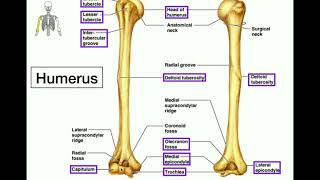 Anatomy  Specific Bony Features of the Humerus amp Left vs Right [upl. by Hunley]