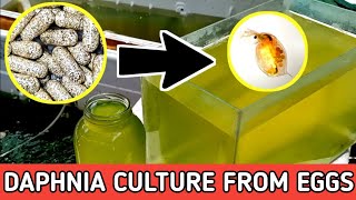 HOW TO HATCH DAPHNIA EGGS  HOW TO CULTURE DAPHNIA [upl. by Ineslta]