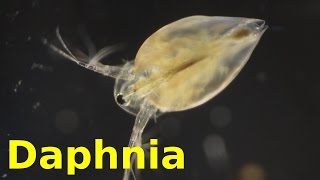 Daphnia [upl. by Bittner]