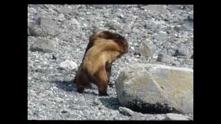 Two Grizzly Bears Fighting Over Female [upl. by Orlanta]