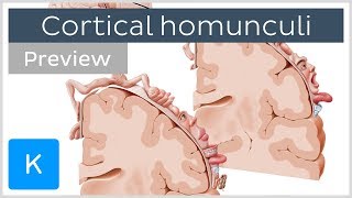 Motor and sensory cortical homunculus preview  Human Neuroanatomy  Kenhub [upl. by Akitan70]