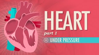 The Heart Part 1  Under Pressure Crash Course Anatomy amp Physiology 25 [upl. by Aymer]