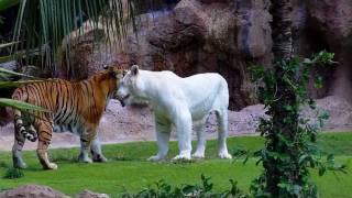 Loro Parque  Tenerife [upl. by Noicpecnoc324]