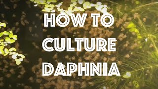 How To Culture Daphnia Magna [upl. by Jowett]