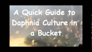 How to culture daphnia outside [upl. by Otanod]