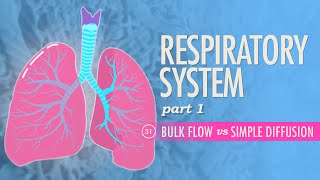 Respiratory System Part 1 Crash Course Anatomy amp Physiology 31 [upl. by Antin686]