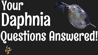 Daphnia Questions Answered [upl. by Mabel]