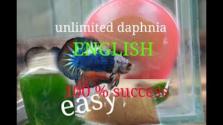 daphnia moina culture Easy way Unlimited production English  with sub Green water Chlorella [upl. by Lowson729]