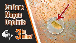 How to culture DAPHNIA MAGNA  The easy way [upl. by Aennil]