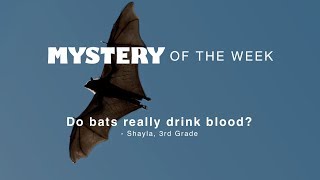 Do bats really drink blood [upl. by Tine]