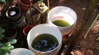 How to grow Green Water Algae [upl. by Akemahc]