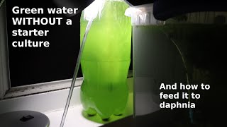 Green Water WITHOUT a Starter Culture  From Scratch  How To [upl. by Larochelle597]