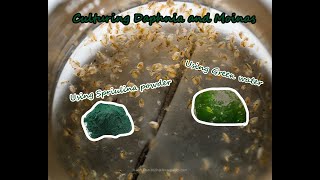 How To Culture Daphnia and Moinas using Green Water Spirulina powder [upl. by Aihsatsan]