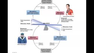 Human Anatomy and Physiology Homeostasis [upl. by Mailiw]