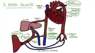 Understanding Fetal Circulation [upl. by Ilarrold]