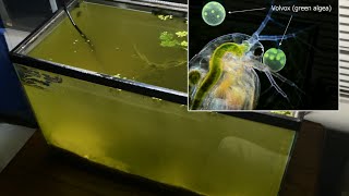 Raising Daphnia for the Freshwater Aquarium [upl. by Smaj668]