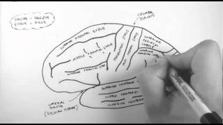 Brain Anatomy 1  Gross Cortical Anatomy Lateral Surface [upl. by Hazem537]