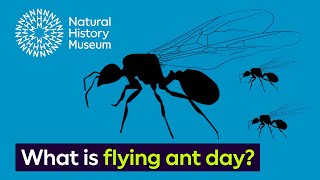 What is flying ant day  Surprising Science [upl. by Melodie]