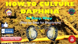 HOW TO CULTURE DAPHNIA In Easy Way [upl. by Allenrad]